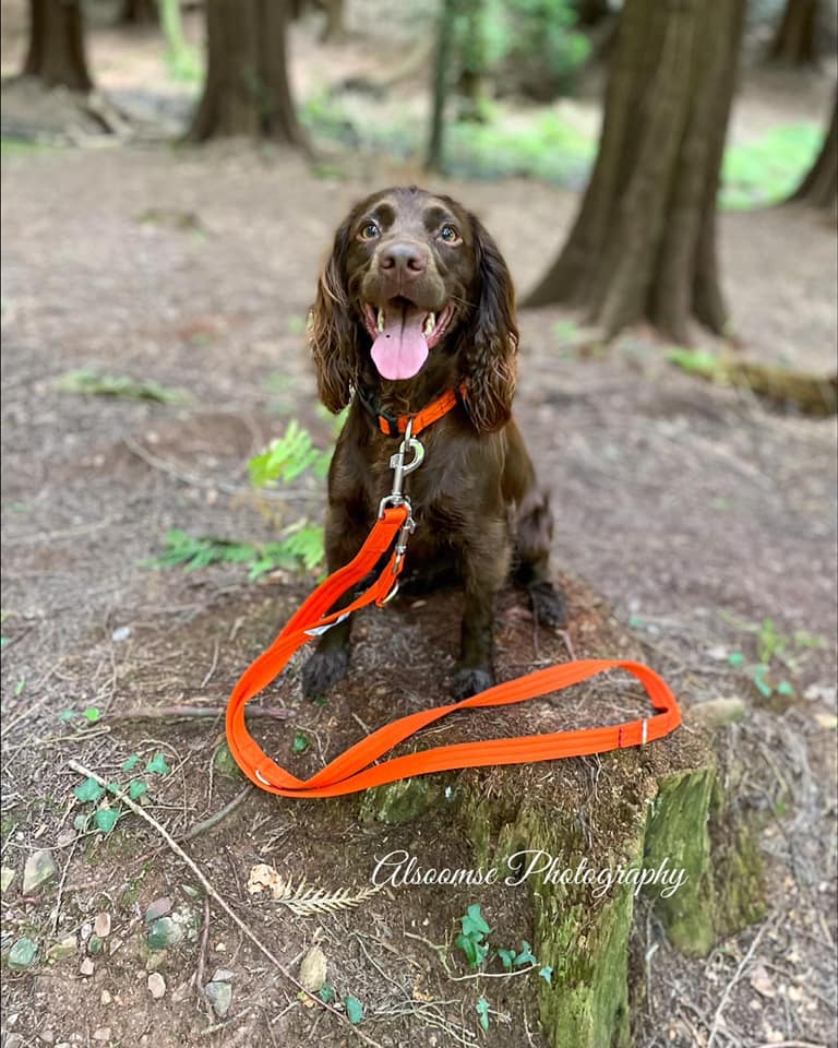 Bramble 2 - Alsoomse Photography